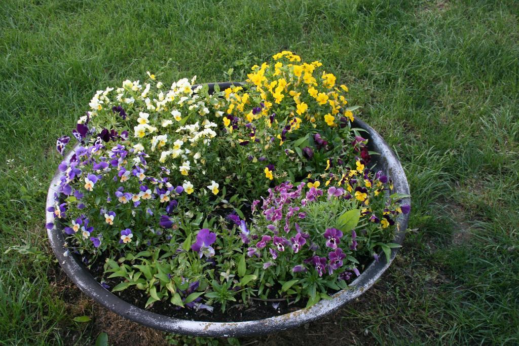 Літній будинок Malomdulo Farmhaz Pilisborosjeno