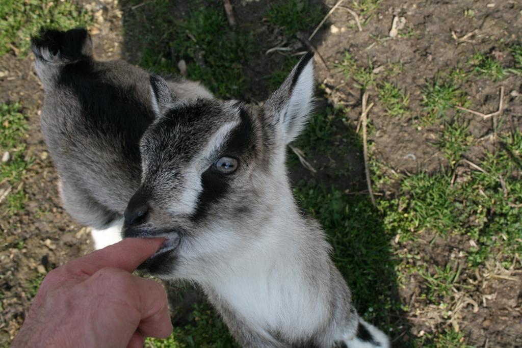 Літній будинок Malomdulo Farmhaz