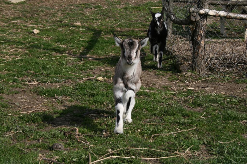 Malomdulo Farmhaz Pilisborosjenő