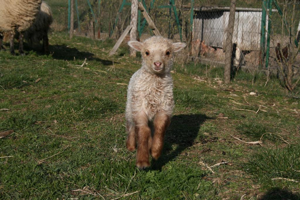 בית כפרי Malomdulo Farmhaz Pilisborosjenő