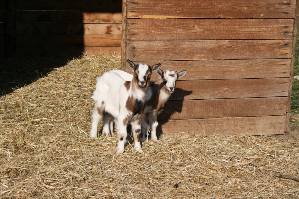 Malomdulo Farmhaz