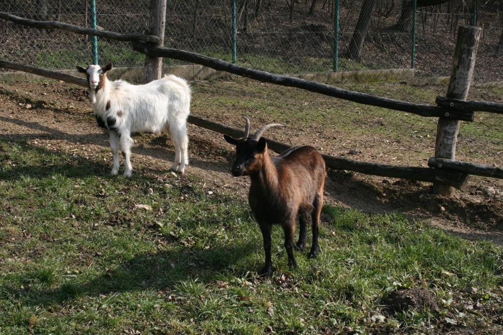 Malomdulo Farmhaz Літній будинок