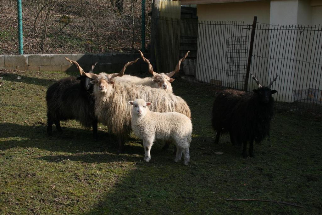 Malomdulo Farmhaz Літній будинок *